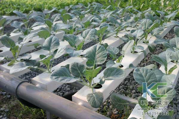 無土栽培技術，無土栽培設備，魚菜共生，溫室大棚