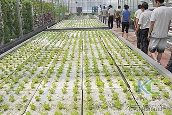 無土栽培技術(shù),無土栽培設(shè)備,無土栽培,溫室大棚