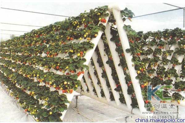 無土栽培，無土栽培技術，無土栽培設備，蔬菜栽培