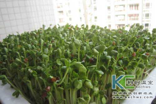 無土栽培，無土栽培技術(shù)，無土栽培設(shè)備