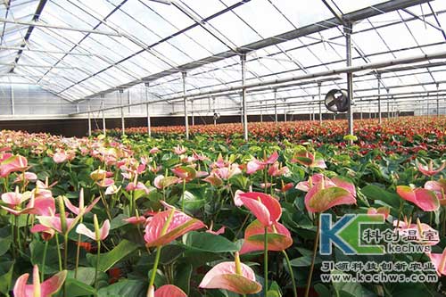 無(wú)土栽培,無(wú)土栽培技術(shù),花卉