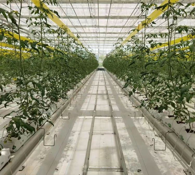 無土栽培，無土栽培技術(shù)，無土栽培設(shè)備