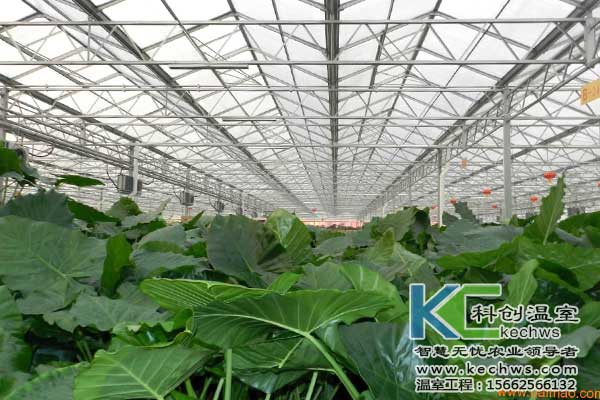 無(wú)土栽培,無(wú)土栽培花卉,無(wú)土栽培技術(shù)