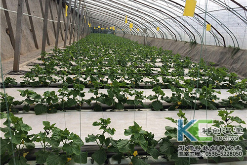 無土栽培，無土栽培技術(shù)，無土栽培設(shè)備