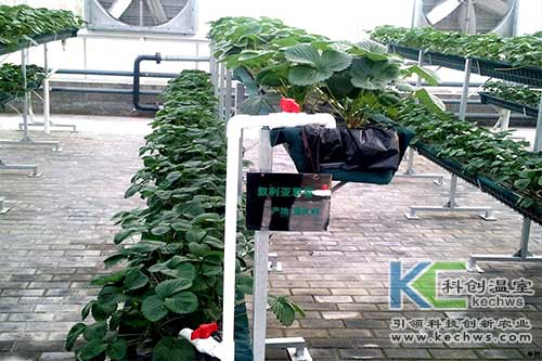 無土栽培，無土栽培技術，無土栽培設備