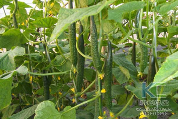 無土栽培,無土栽培技術(shù),無土栽培設(shè)備