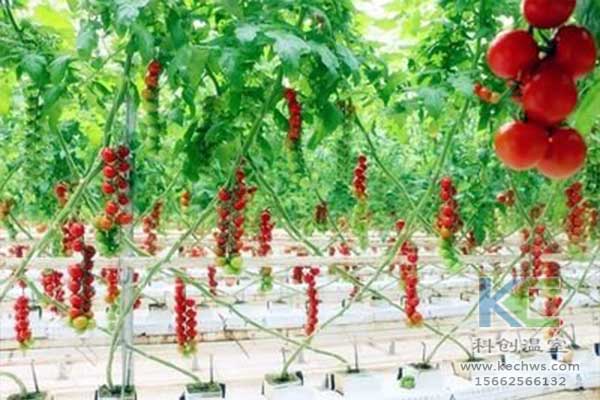 無土栽培，無土栽培技術，無土栽培設備