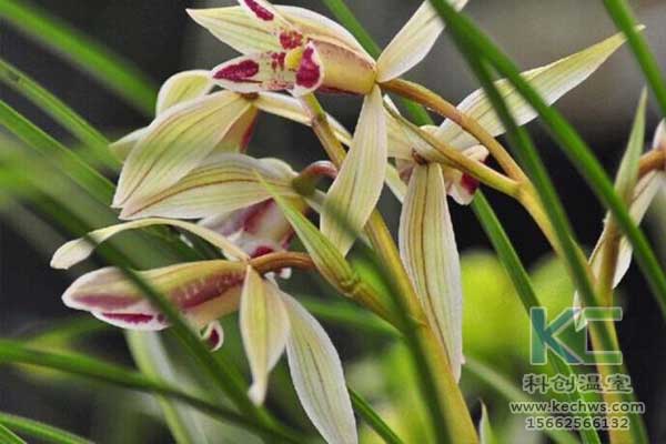 無土栽培,無土栽培技術,無土栽培設備