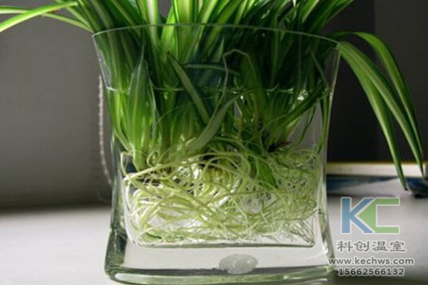 無土栽培，無土栽培技術，無土栽培設備