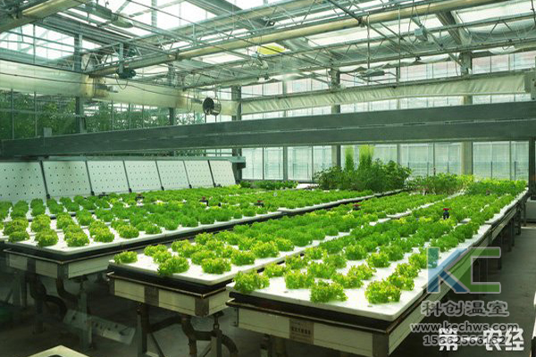 無土栽培,無土栽培技術(shù),無土栽培設(shè)備