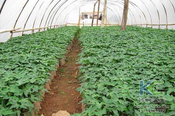 無土栽培，無土栽培技術，無土栽培設備