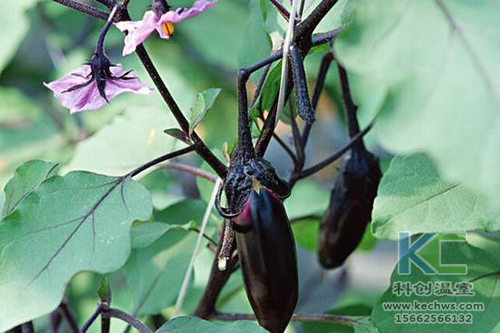 無土栽培，無土栽培技術，無土栽培設備