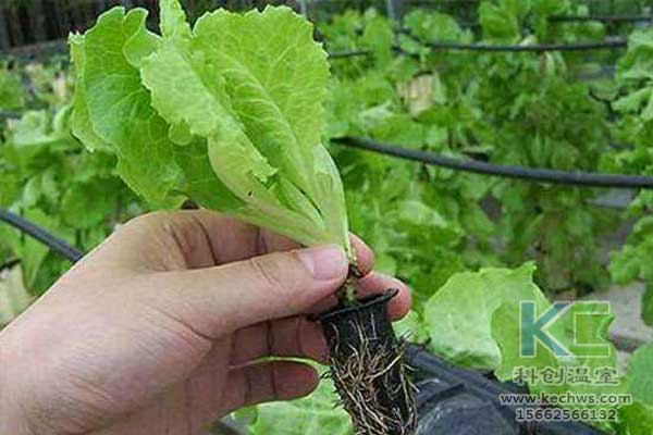 無土栽培，無土栽培技術(shù)，無土栽培設(shè)備