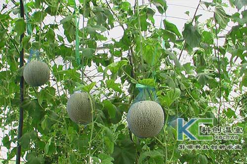 無(wú)土栽培，無(wú)土栽培技術(shù)，無(wú)土栽培設(shè)備