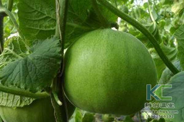 無土栽培，無土栽培技術，無土栽培設備