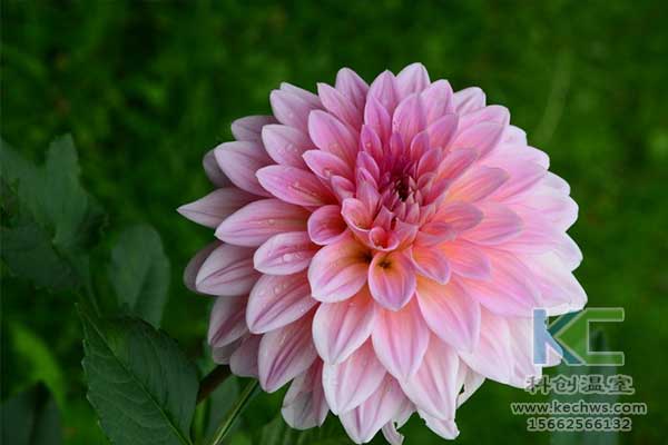 無土栽培，無土栽培技術，無土栽培設備