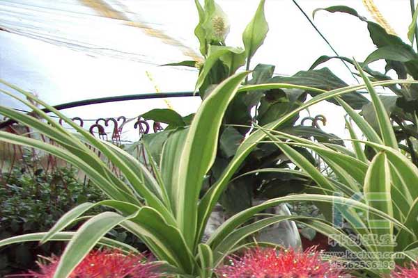 無土栽培，無土栽培技術，無土栽培設備