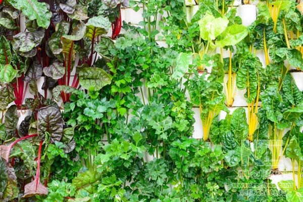 無土栽培，無土栽培技術，無土栽培設備