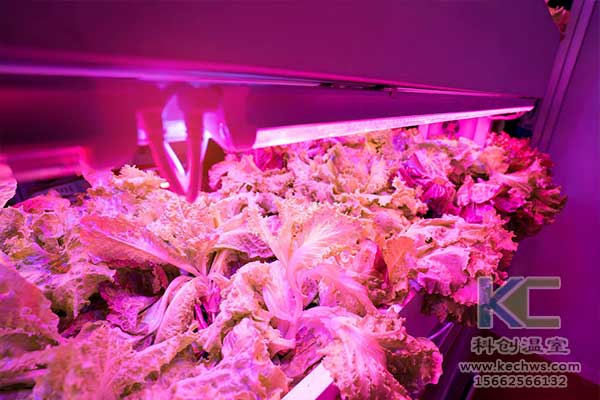 無土栽培，無土栽培技術，無土栽培設備