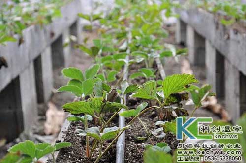 無土栽培，無土栽培技術，無土栽培設備