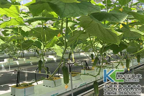 無土栽培,無土栽培技術(shù),無土栽培設備