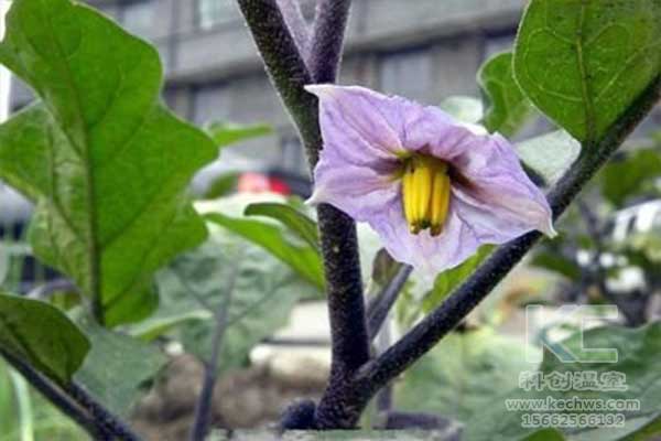 無土栽培，無土栽培技術，無土栽培設備