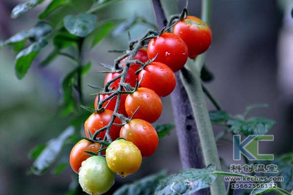 無土栽培，無土栽培技術，無土栽培設備