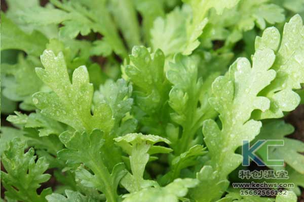 無(wú)土栽培，無(wú)土栽培技術(shù)，無(wú)土栽培設(shè)備