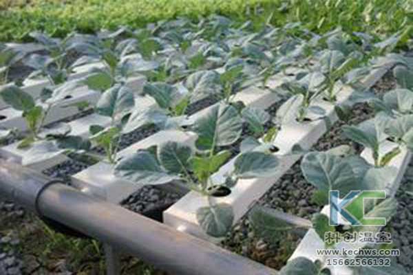 無土栽培，無土栽培技術，無土栽培設備