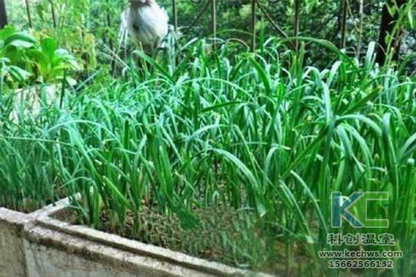 無土栽培，無土栽培技術