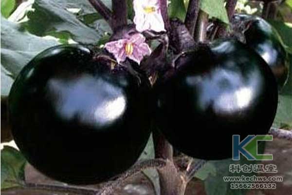 無土栽培技術(shù)，無土栽培蔬菜