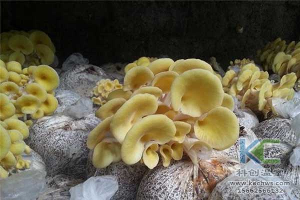 無(wú)土栽培，無(wú)土栽培技術(shù)，無(wú)土栽培設(shè)備