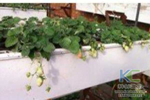 無土栽培，無土栽培技術，無土栽培設備