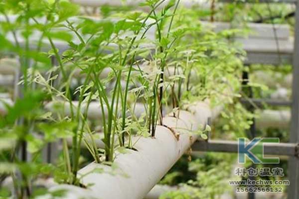 無土栽培，無土栽培技術，無土栽培設備