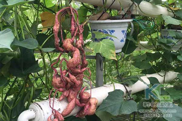 無土栽培，無土栽培技術，無土栽培設備