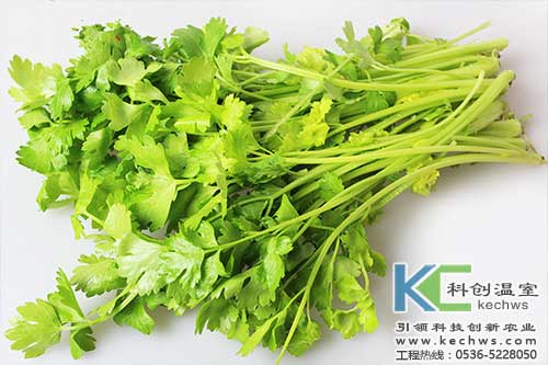 無土栽培,無土栽培技術,無土栽培設備