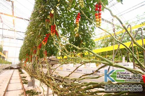 無土栽培，無土栽培技術(shù)，無土栽培設(shè)備