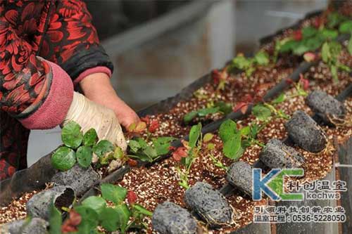 無土栽培，無土栽培技術，無土栽培設備