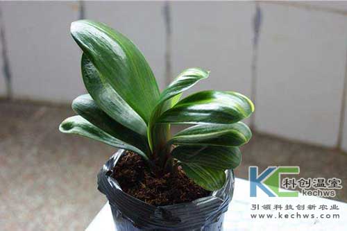 無土栽培，無土栽培技術，無土栽培設備