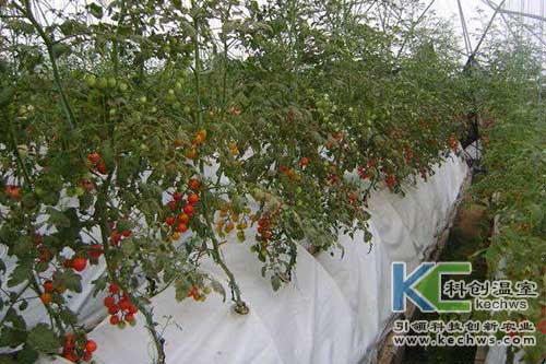 無(wú)土栽培，無(wú)土栽培技術(shù)，無(wú)土栽培設(shè)備