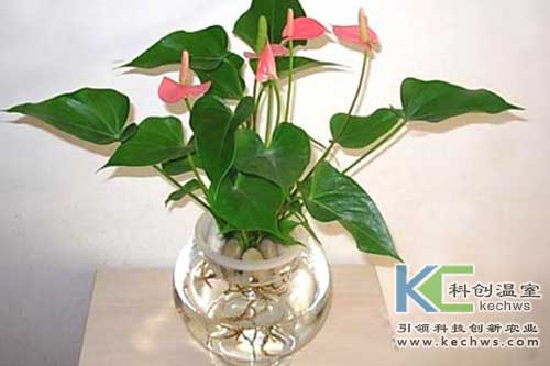 無土栽培，無土栽培技術(shù)，無土栽培設(shè)備