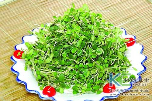 無土栽培，無土栽培技術(shù)，無土栽培設(shè)備