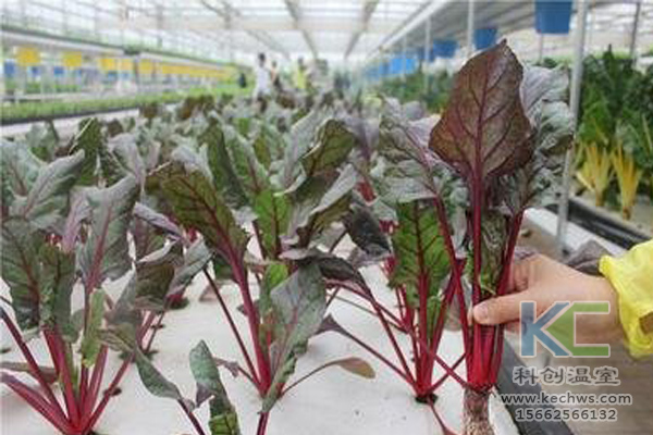 無土栽培,無土栽培技術,無土栽培設備