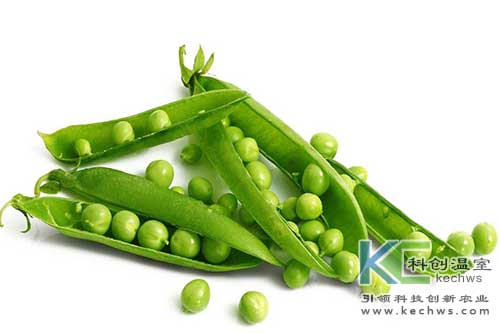 無土栽培，無土栽培技術，無土栽培設備