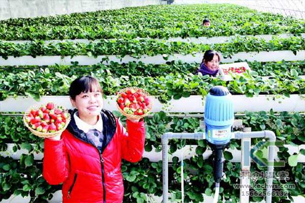 無土栽培，無土栽培技術，無土栽培設備