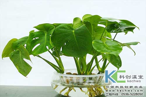 無土栽培，無土栽培技術，無土栽培設備