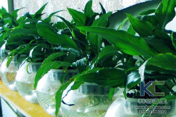 無土栽培，無土栽培技術，無土栽培設備