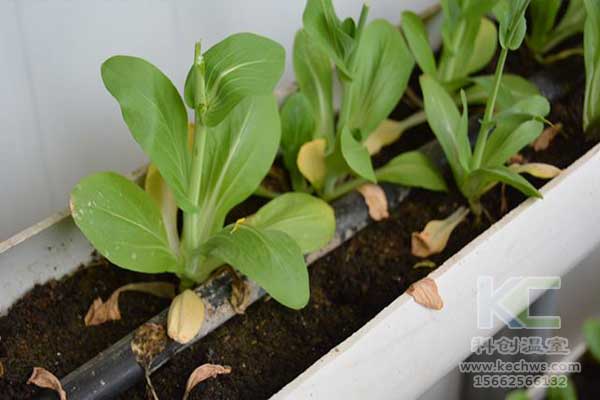 無土栽培，無土栽培技術(shù)，無土栽培設(shè)備