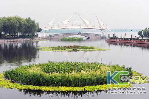 無(wú)土栽培,無(wú)土栽培技術(shù),花卉