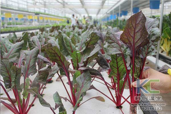 無(wú)土栽培，無(wú)土栽培技術(shù)，無(wú)土栽培設(shè)備